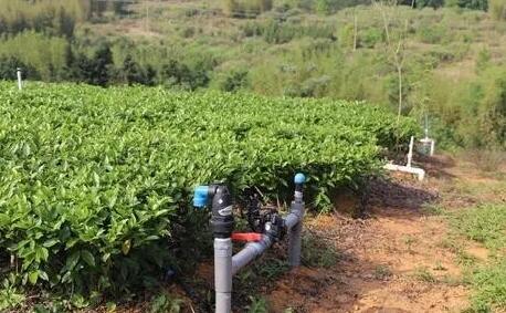 茶園水肥一體化技術(shù)，實(shí)現(xiàn)茶園綠色可持續(xù)發(fā)展